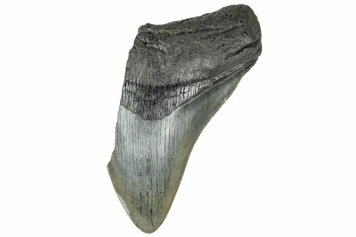 Partial, Fossil Megalodon Tooth - South Carolina #320668